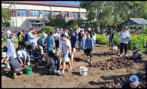 Сбор урожая на пришкольном участке.